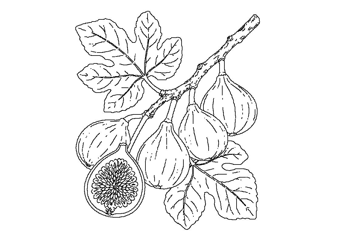 Vejica figovca s figami